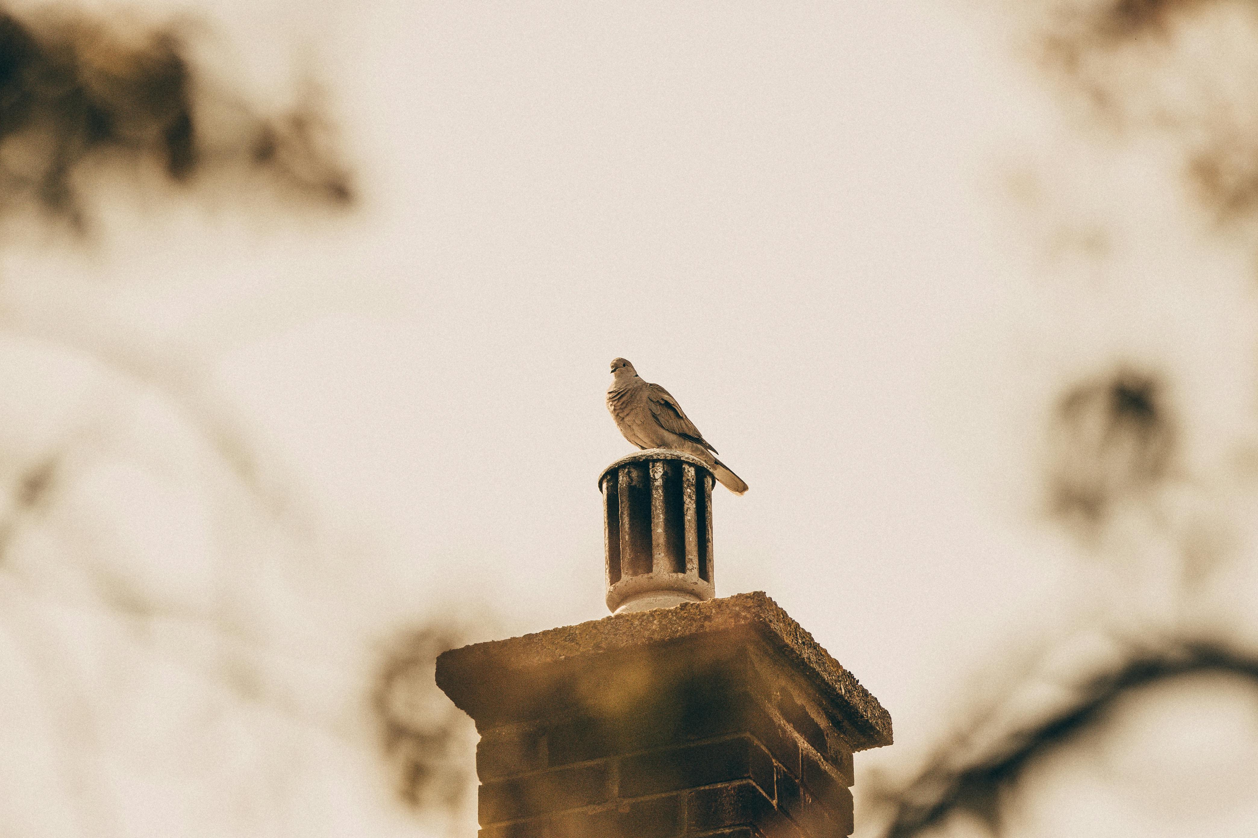 Professional Chimney Cap Installation Services in Berwyn, IL Expert Chimney Cap Installation in Berwyn, Illinois